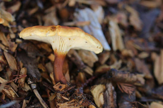 Imagem de Hygrophoropsis aurantiaca (Wulfen) Maire 1921