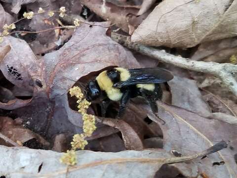 Слика од Bombus fraternus (Smith 1854)