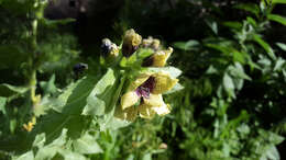 Image of black henbane