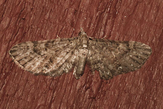 Image of Eupithecia longipalpata Packard 1876