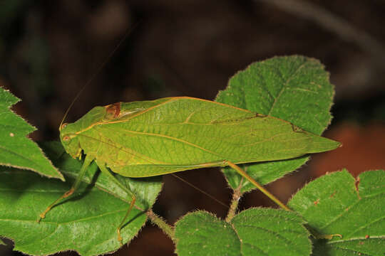 Image of Lesser Angle-winged Katydid