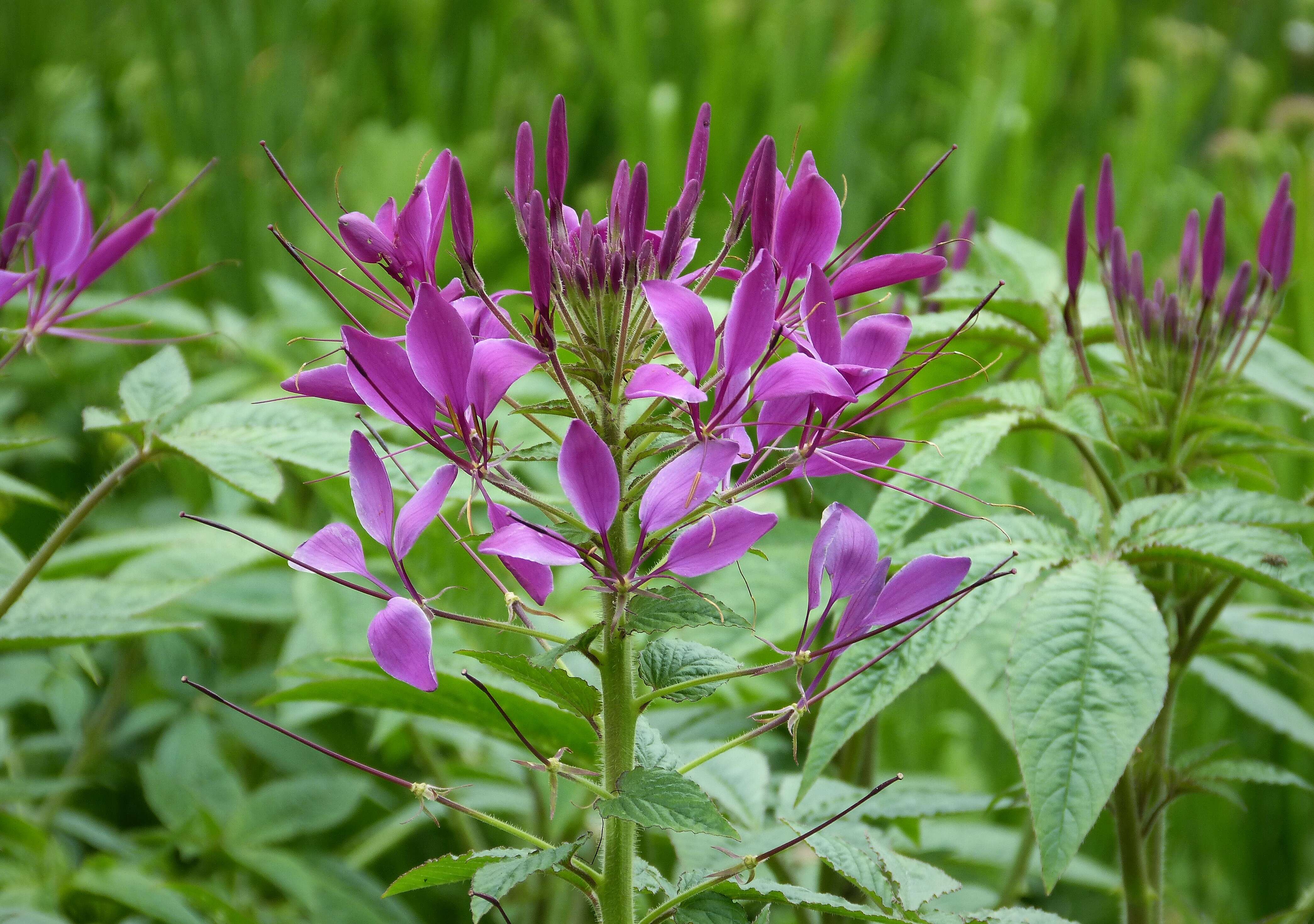 Image of spiderflower