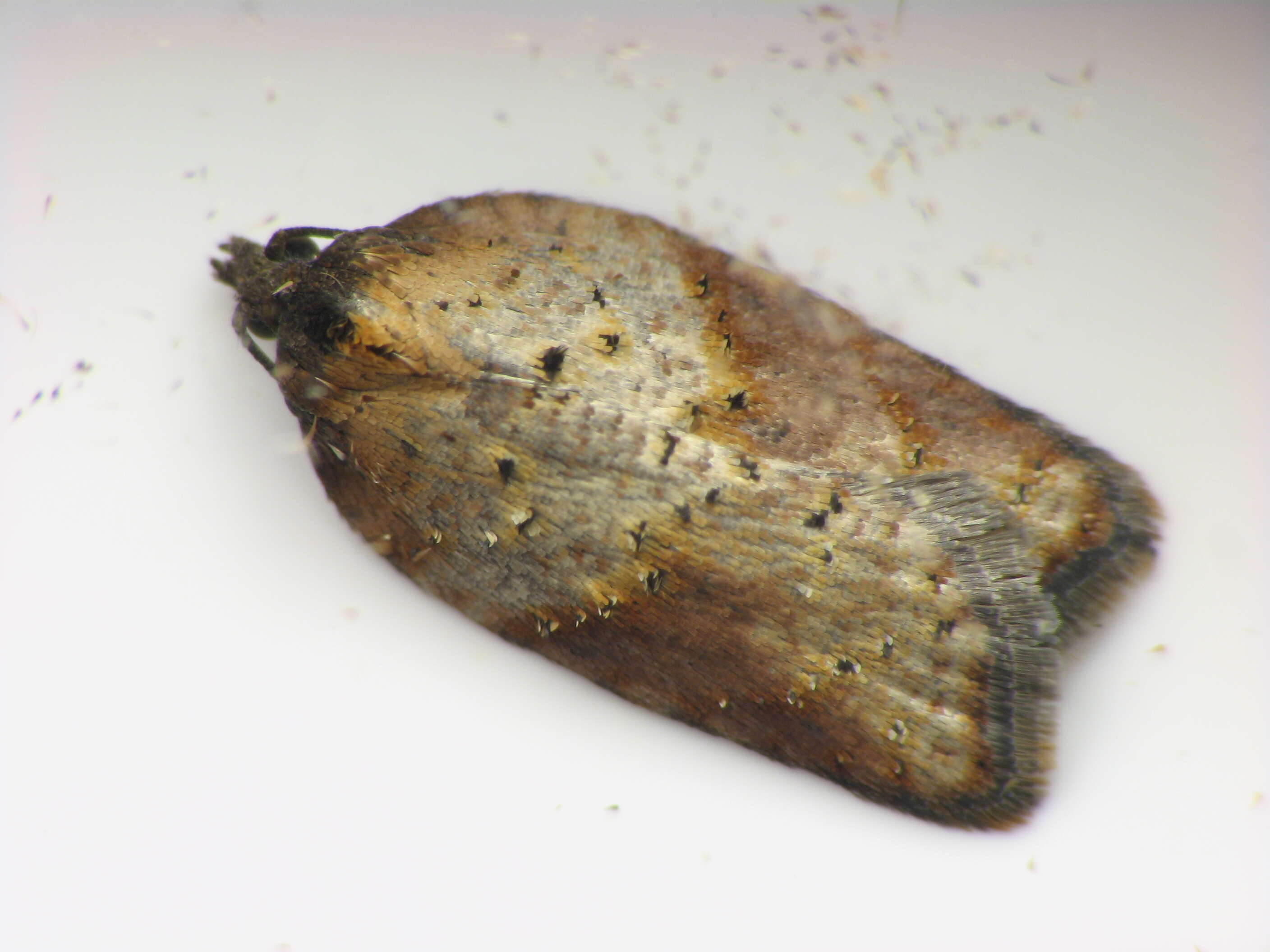 Image of Acleris