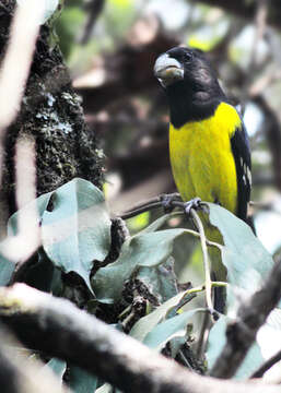 Image of Spot-winged Grosbeak