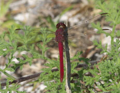 Image of Roseate Skimmer