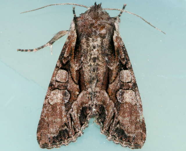 Image of Speckled Cutworm