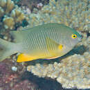 Image of Coral Sea Gregory