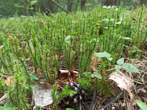 Image of Fir Club Moss