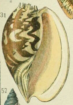 Image of Cymbiini H. Adams & A. Adams 1853