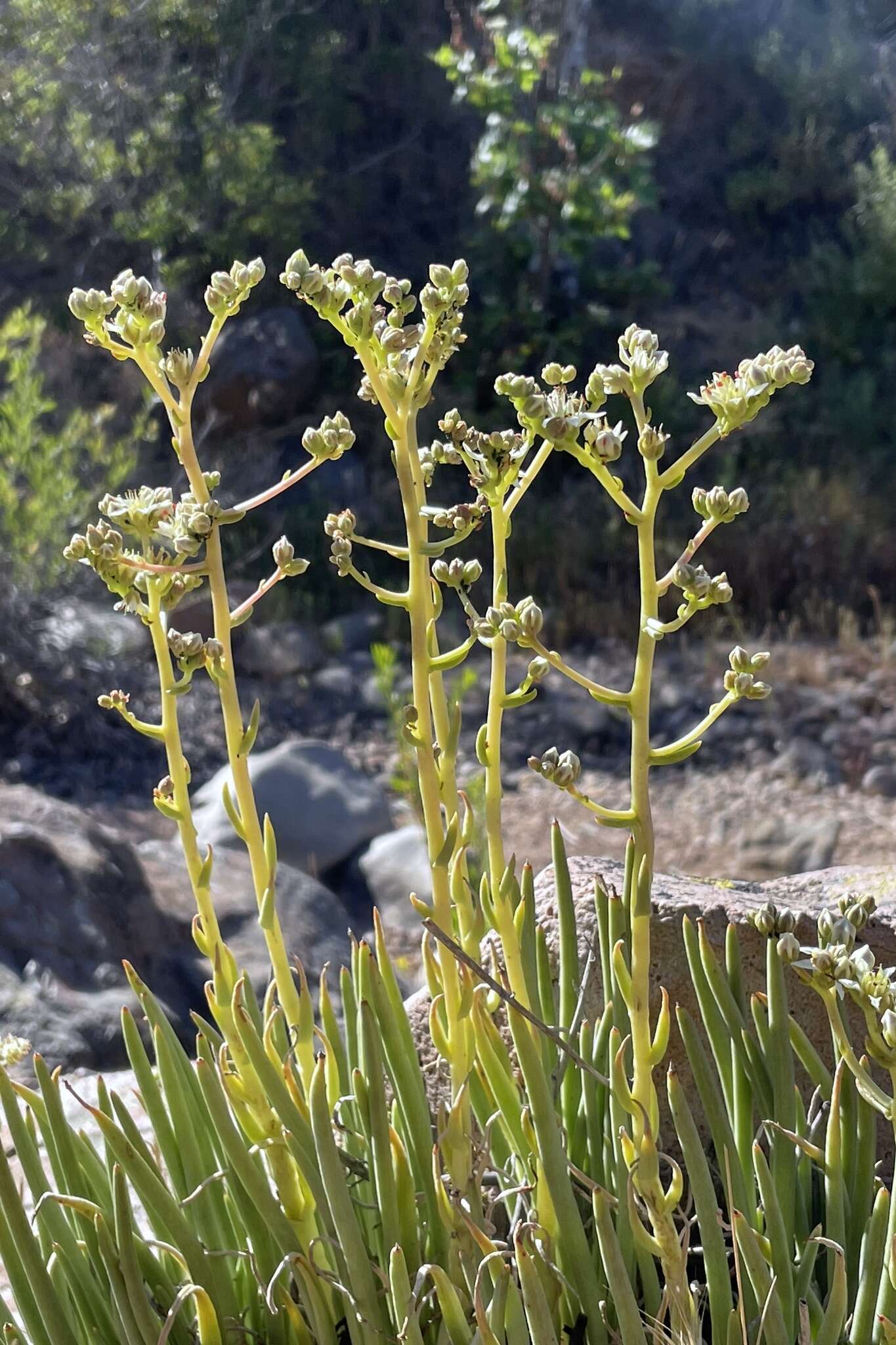 Image of Ladies' fingers