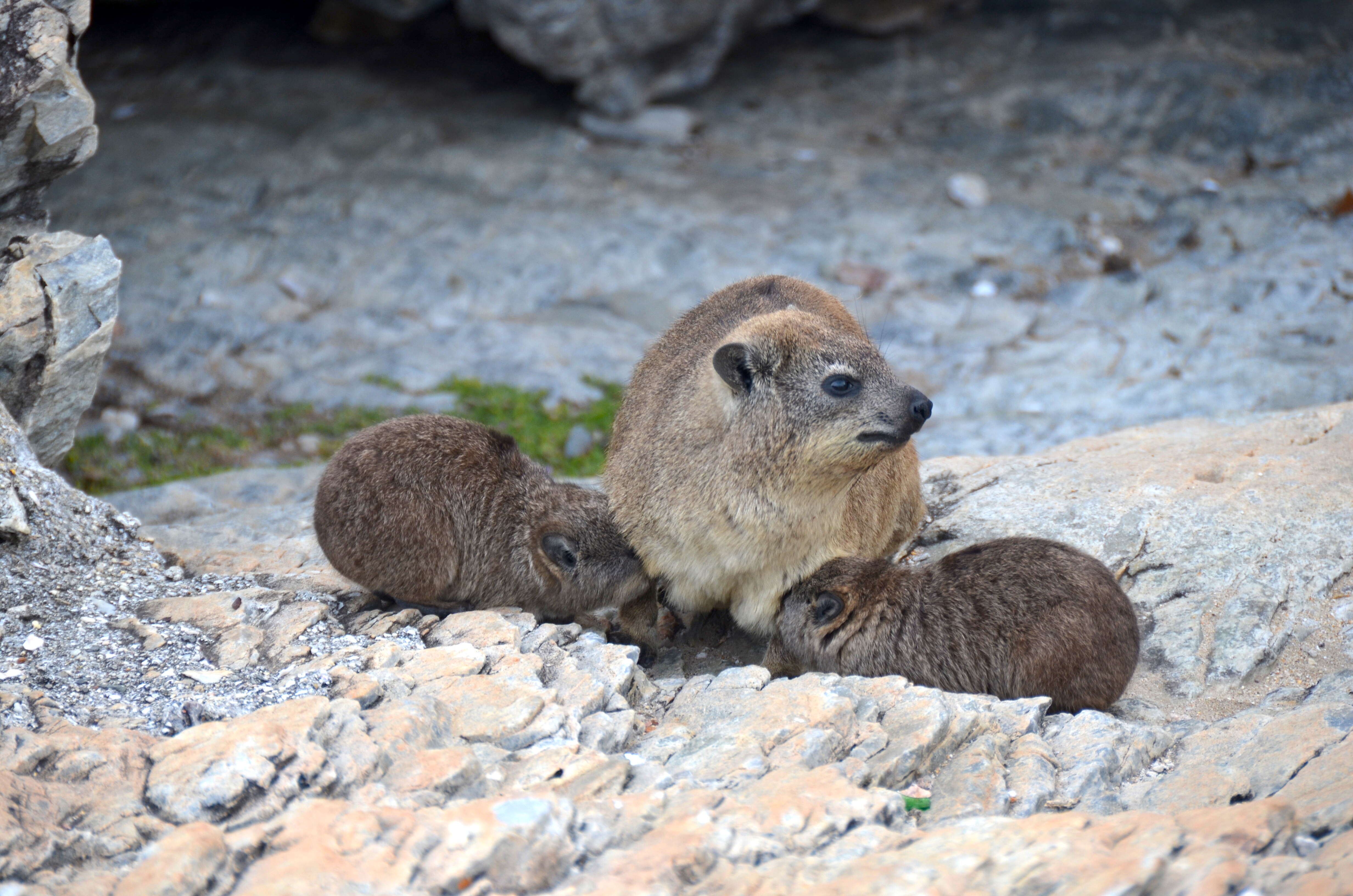 Image of Rock Hyrax