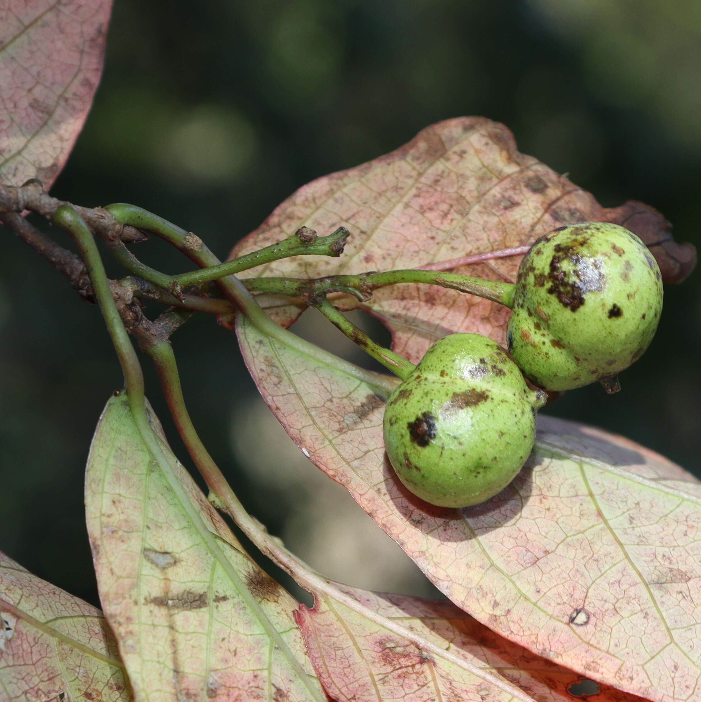 صورة Neoshirakia japonica (Siebold & Zucc.) Esser