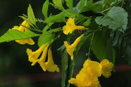 Image of Yellow bells