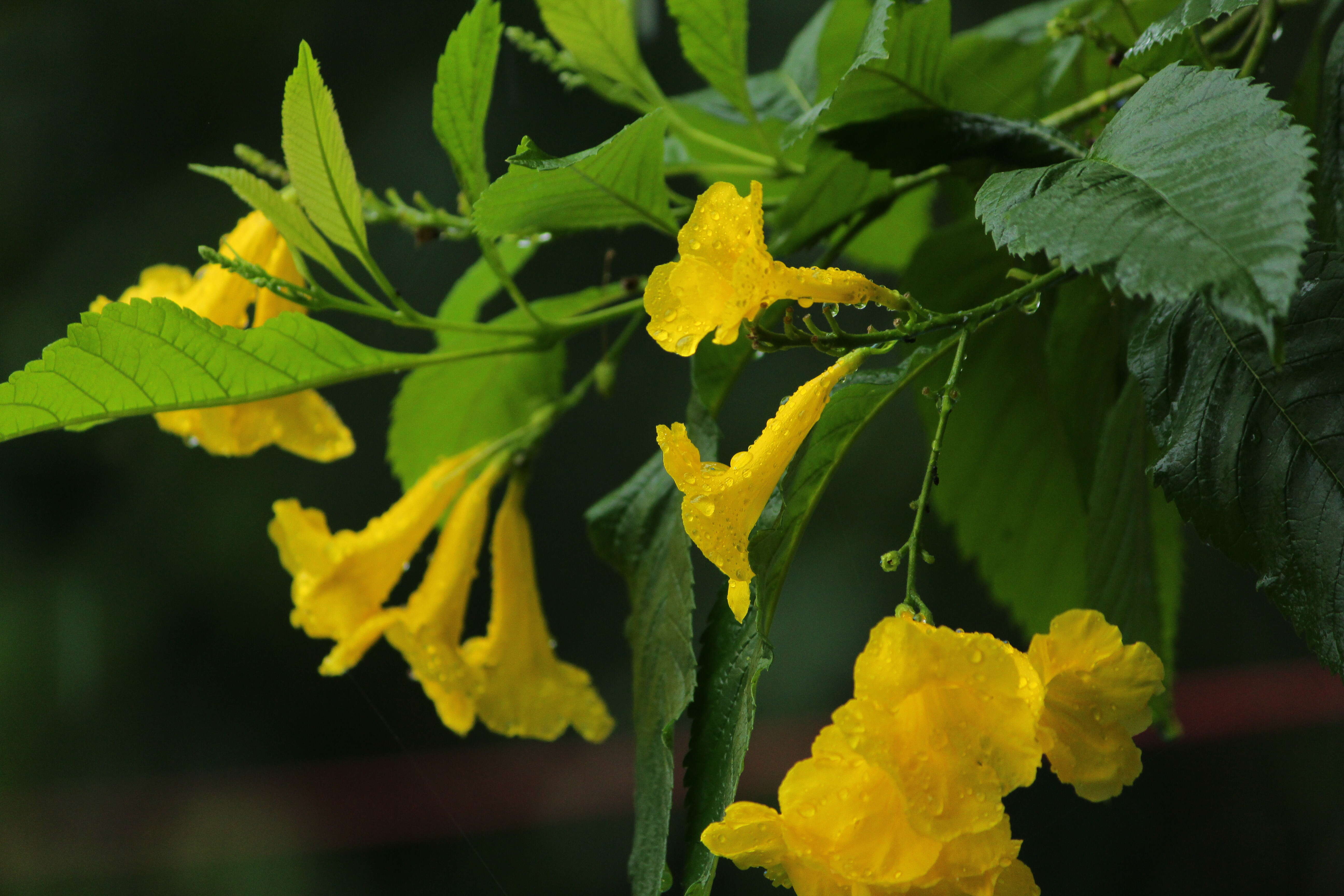 Image of Yellow bells