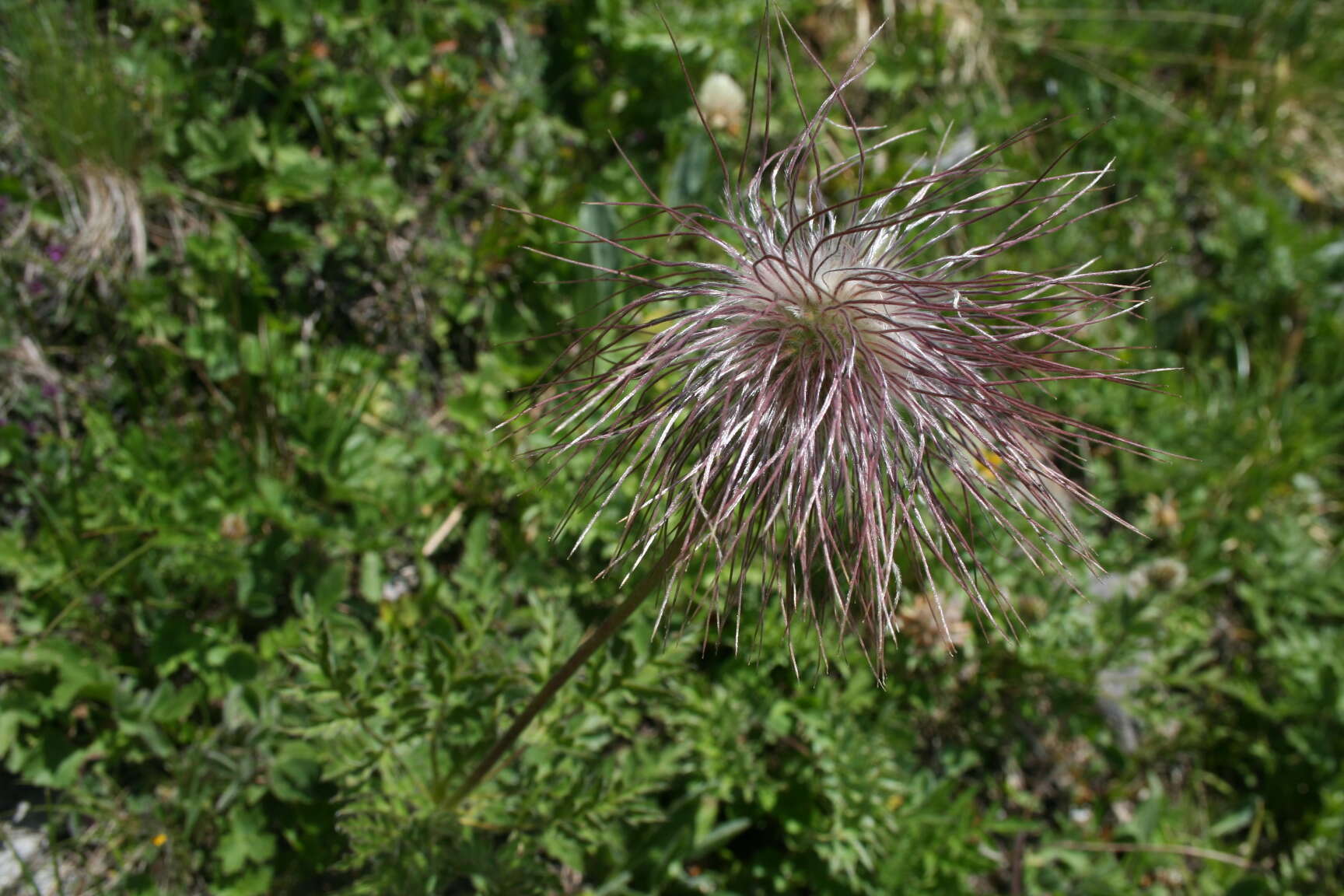 Image de Pulsatille des Alpes