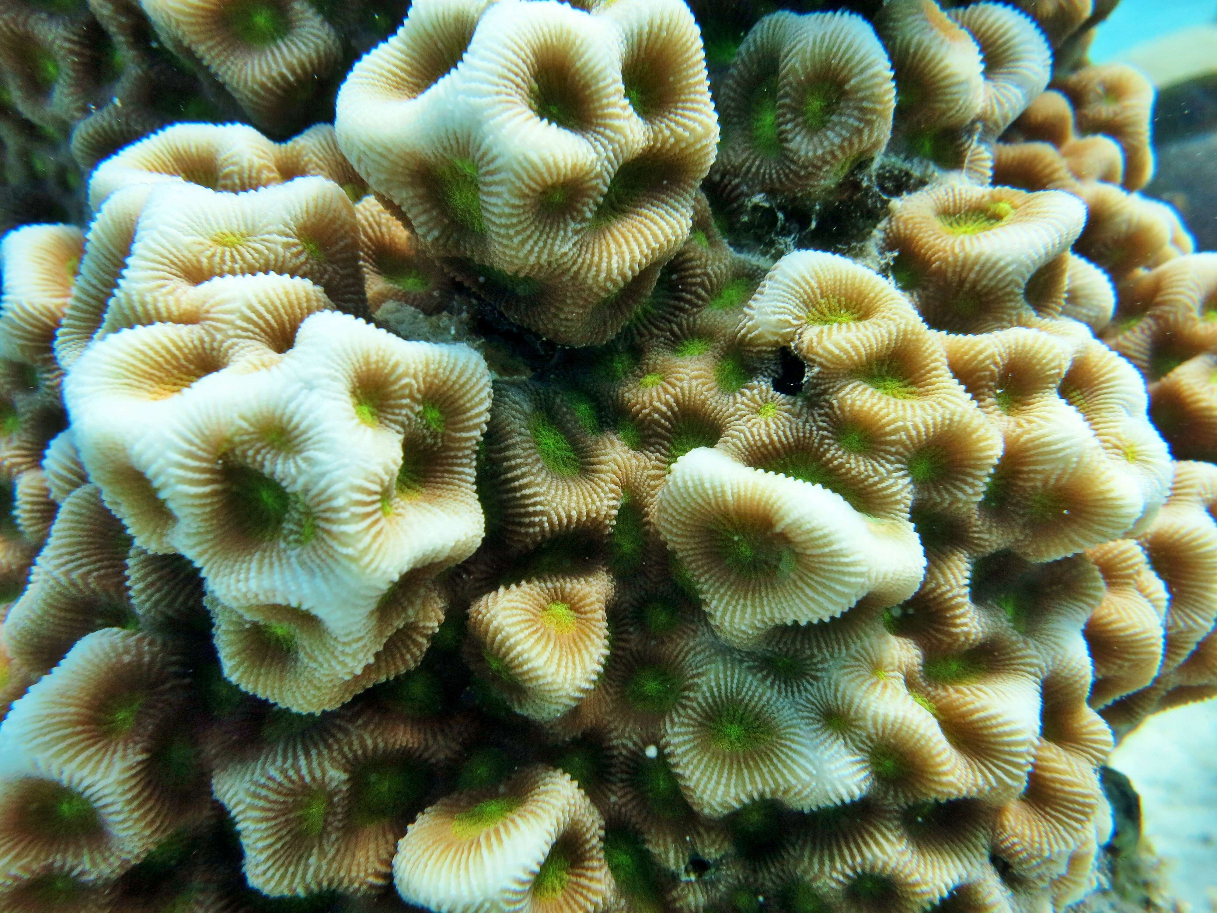 Image of larger star coral