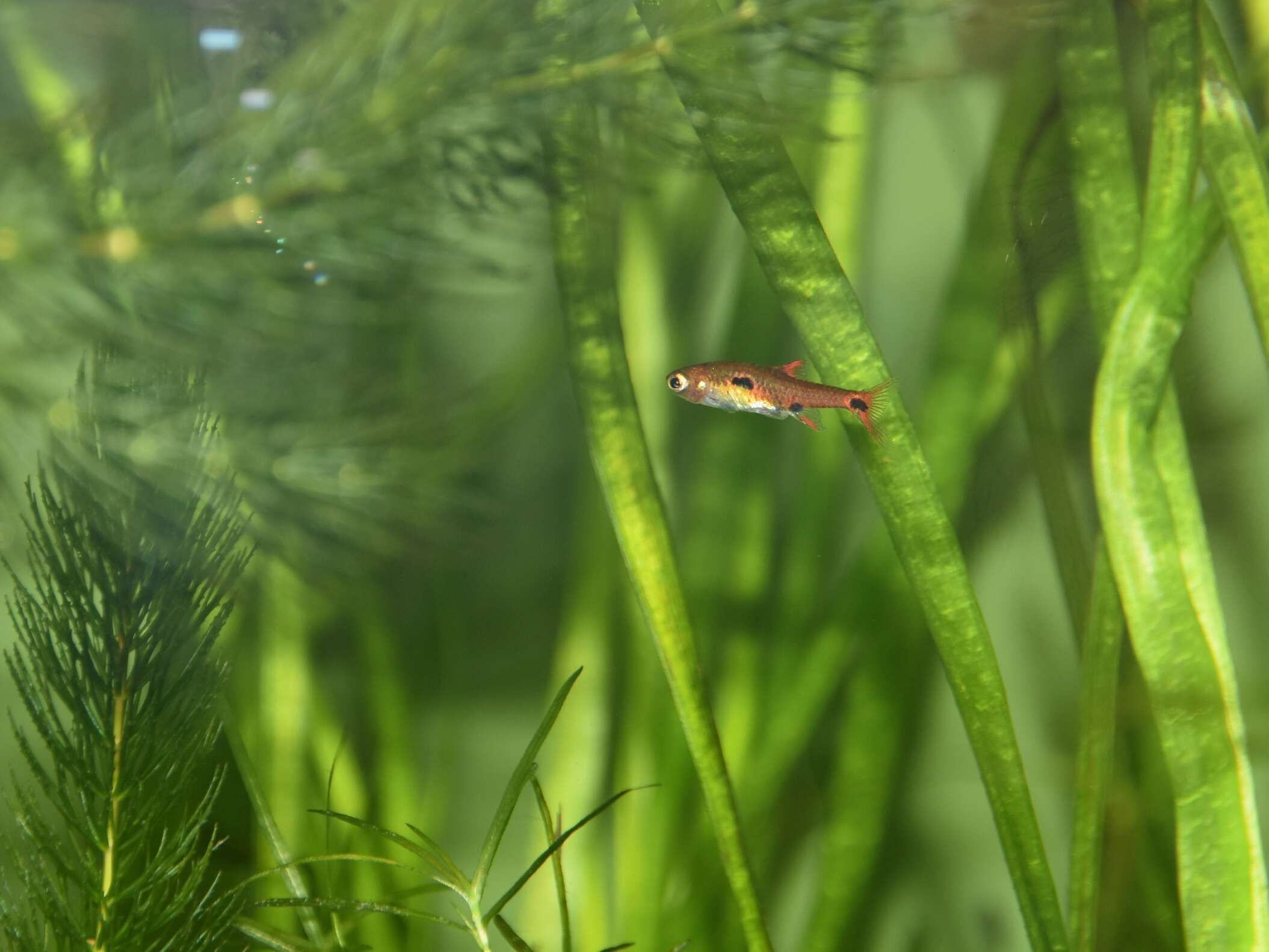 Image of Dwarf Rasbora