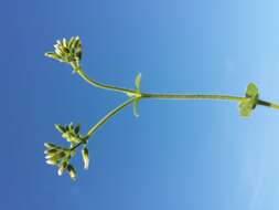 Image of sticky chickweed