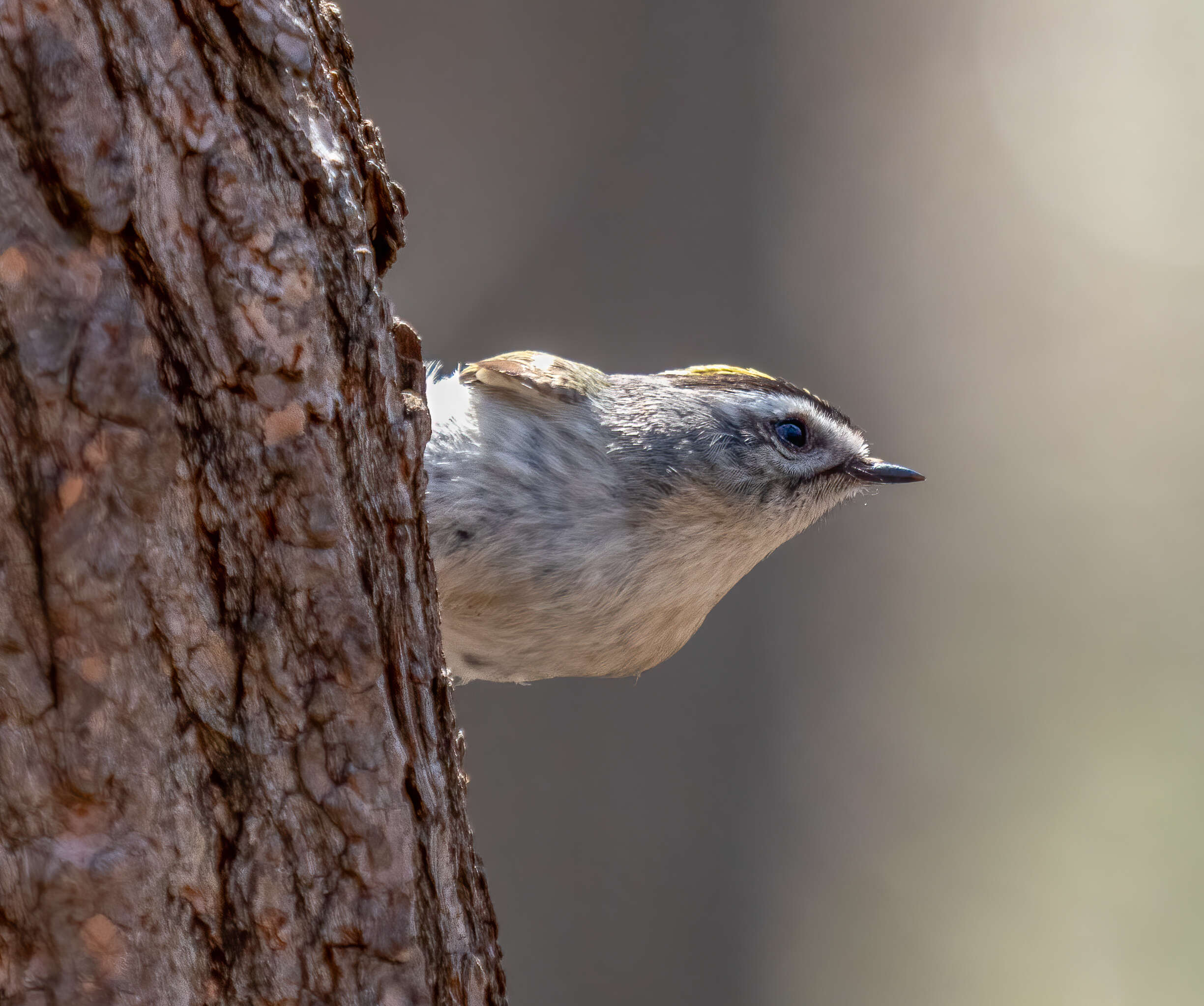 Image of Golden-crowned Kinglet