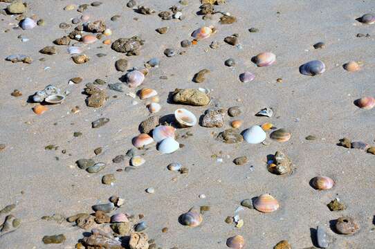 Image of Smooth clam