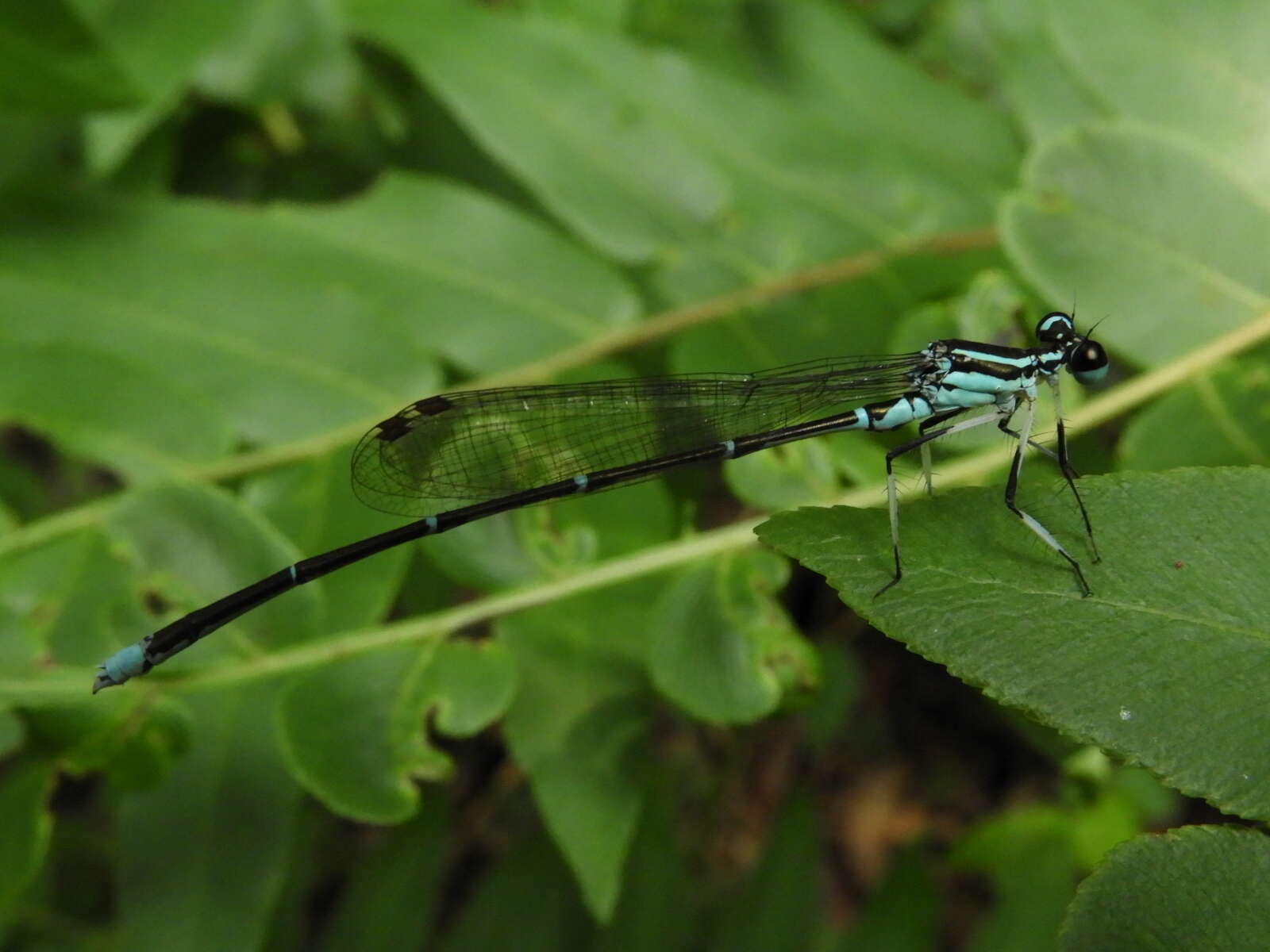 Image of Copera annulata