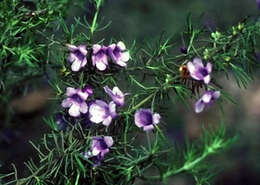 Image of Prostanthera staurophylla F. Muell.