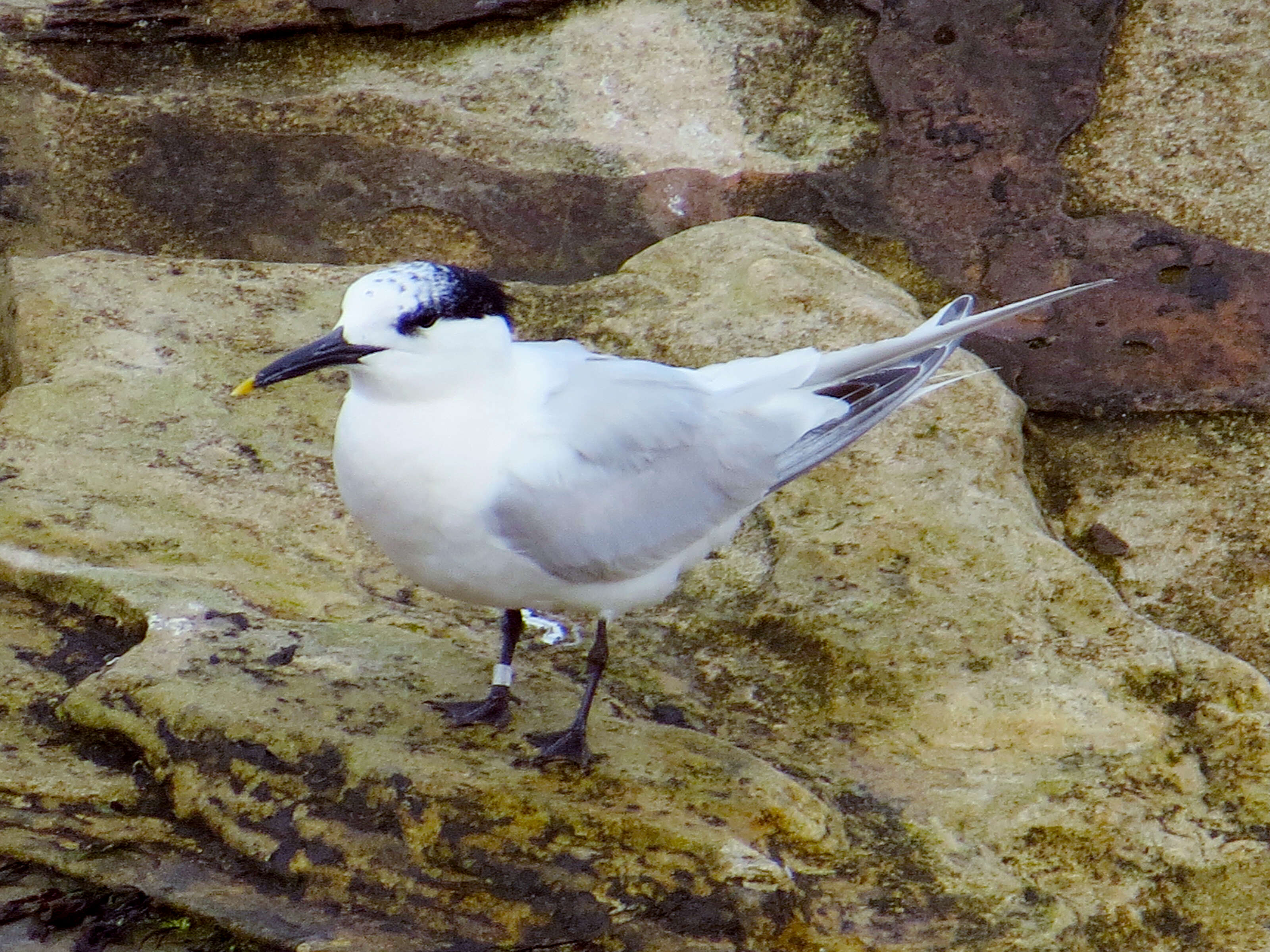 Image of Sandwich Tern