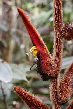 Image de Heliconia vellerigera Poepp.