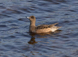 Image of Eurasian Wigeon