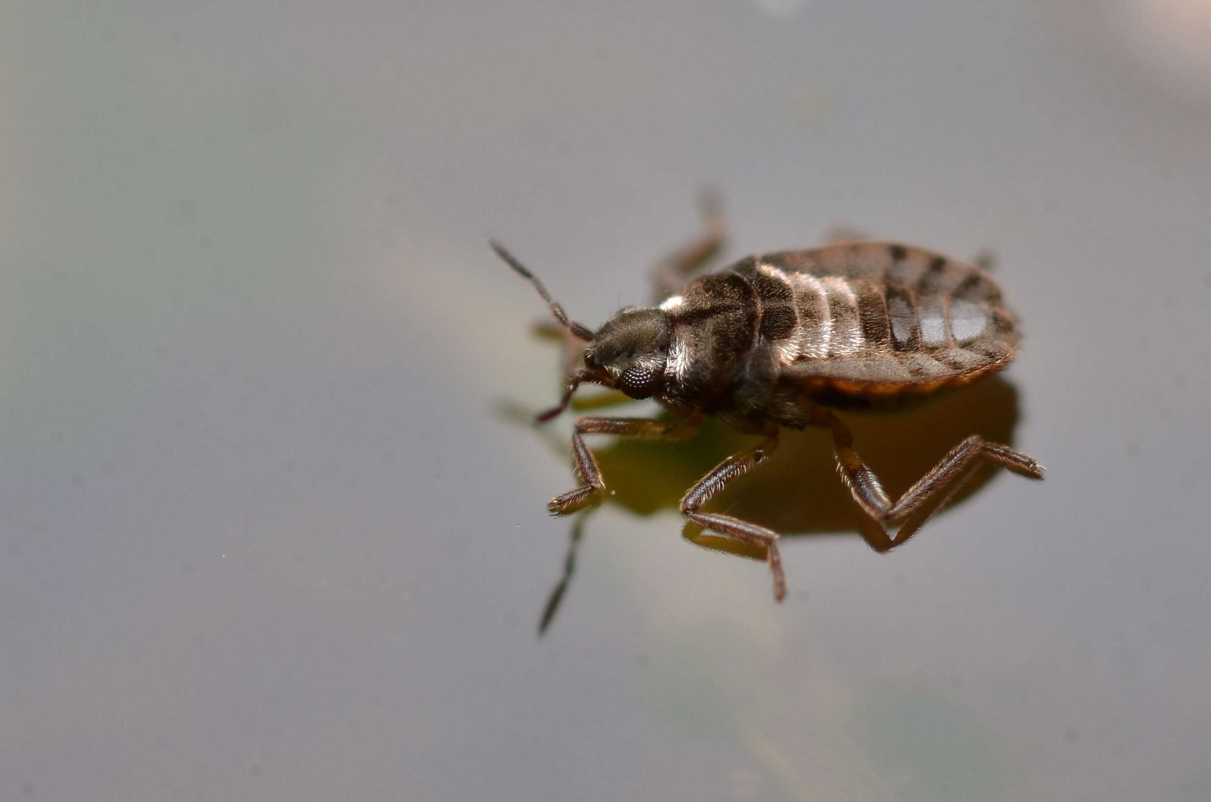 Image of Microvelia reticulata (Burmeister 1835)