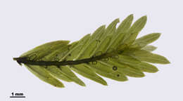 Image of fissidens moss