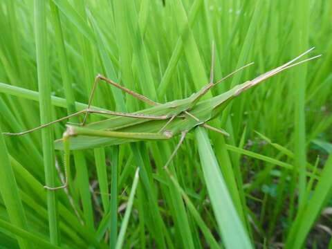 Image of Acrida cinerea (Thunberg 1815)