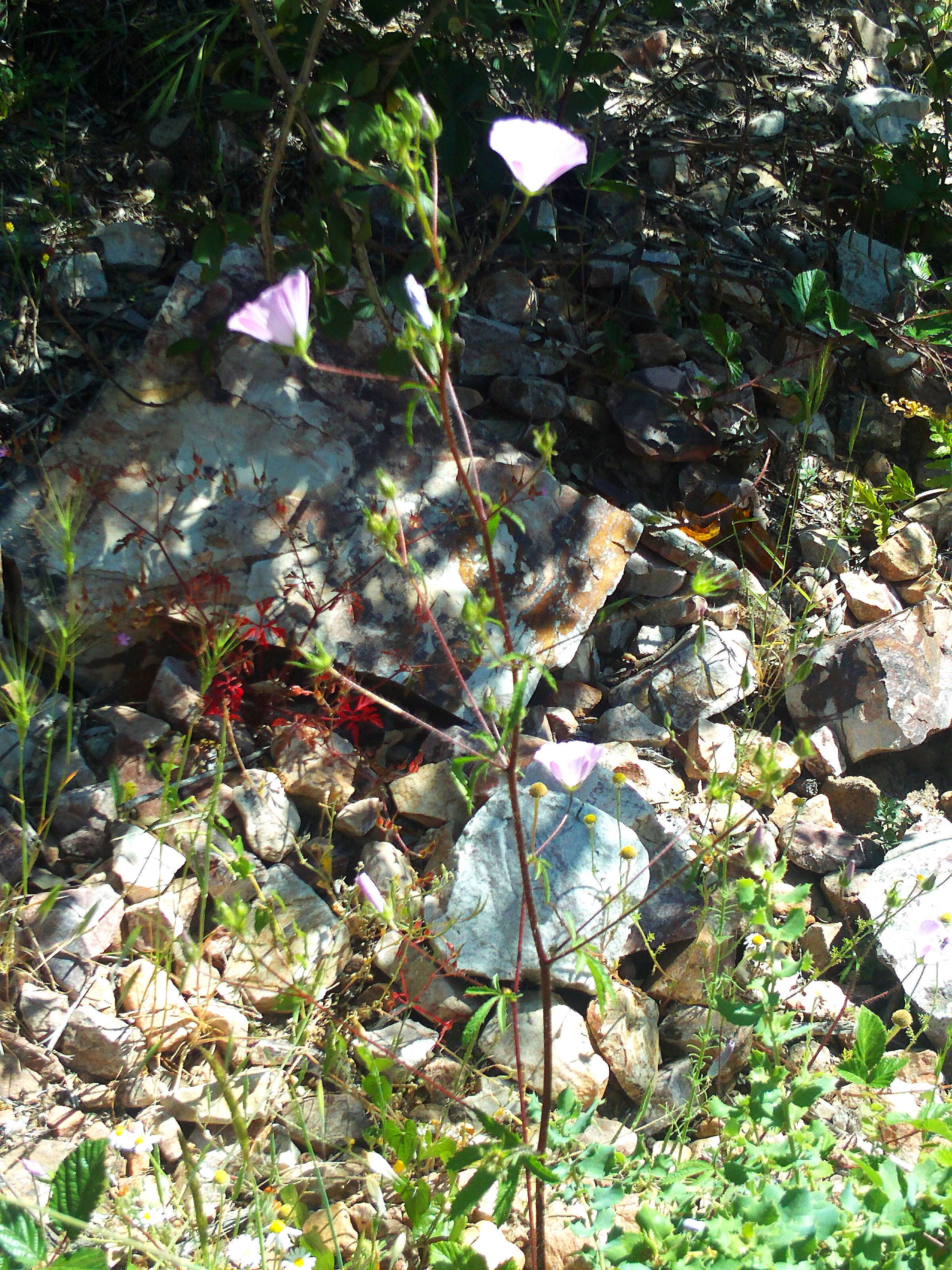 Image of Malva tournefortiana L.