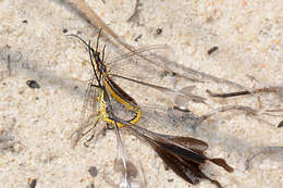 Image of thread-winged lacewings