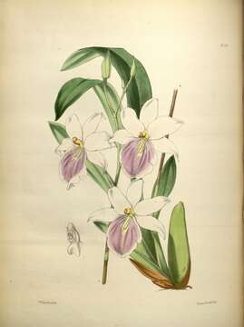Image of Regnell's Miltonia