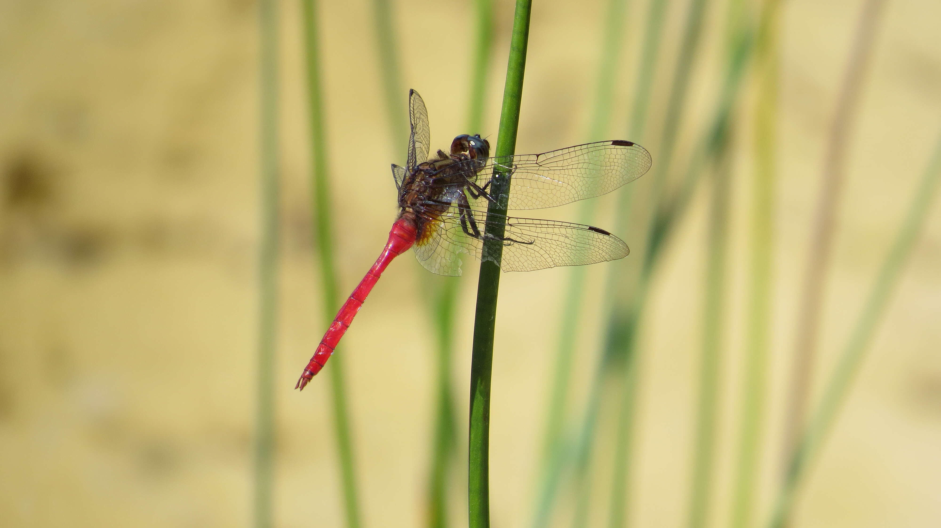 Image of Orthetrum villosovittatum (Brauer 1868)