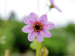 Image of Dahlia merckii Lehm.