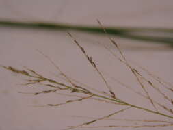 Image of weeping lovegrass