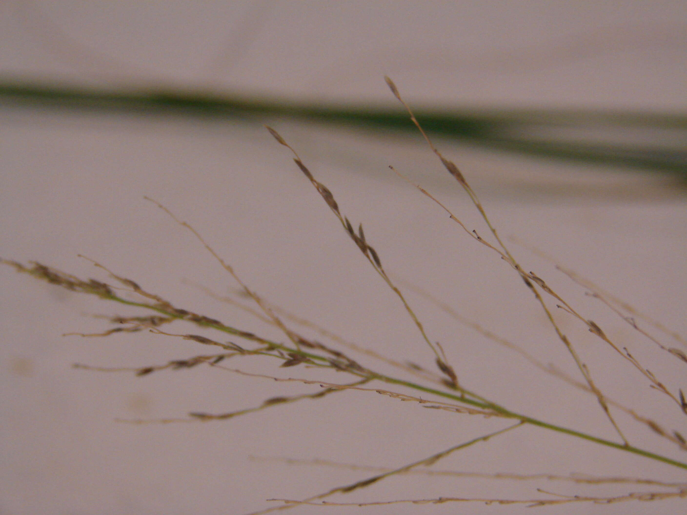 Image of weeping lovegrass