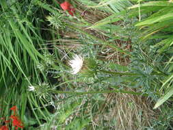 Image of Cynara humilis L.