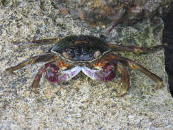 Image of Leptograpsus variegatus