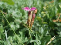 Image of carthusian pink