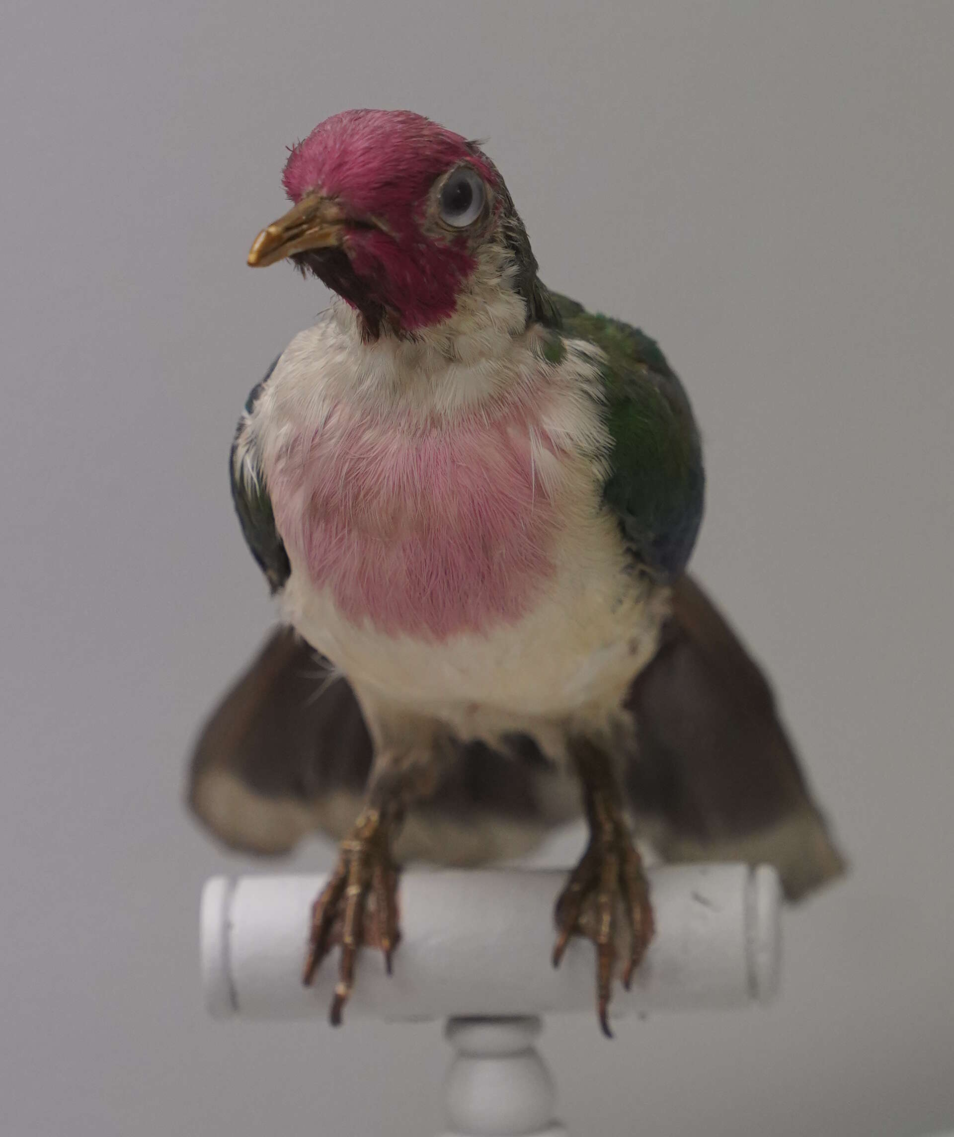 Image of Jambu Fruit Dove