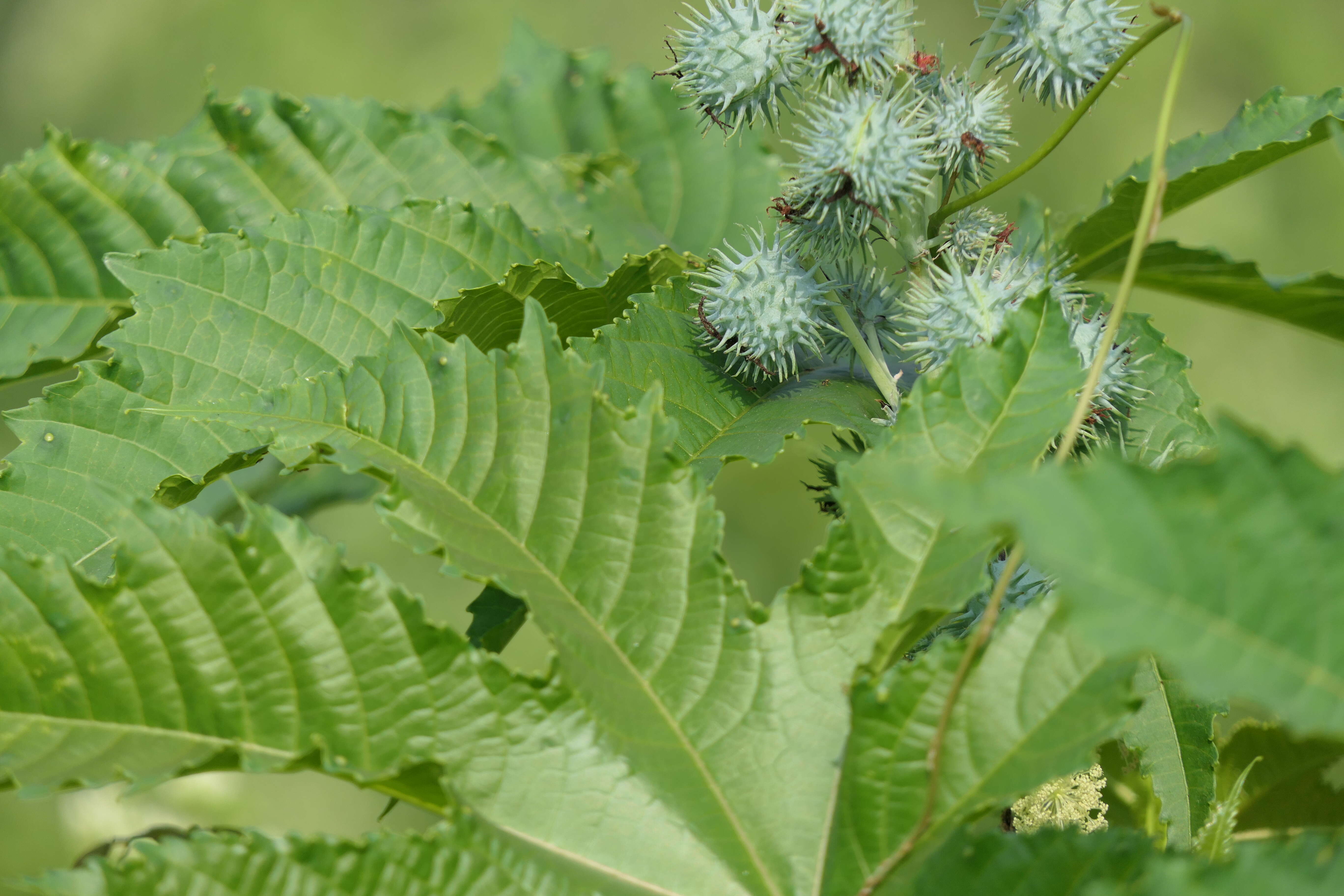 Sivun Ricinus kuva