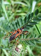 صورة Rhynocoris iracundus (Poda 1761)