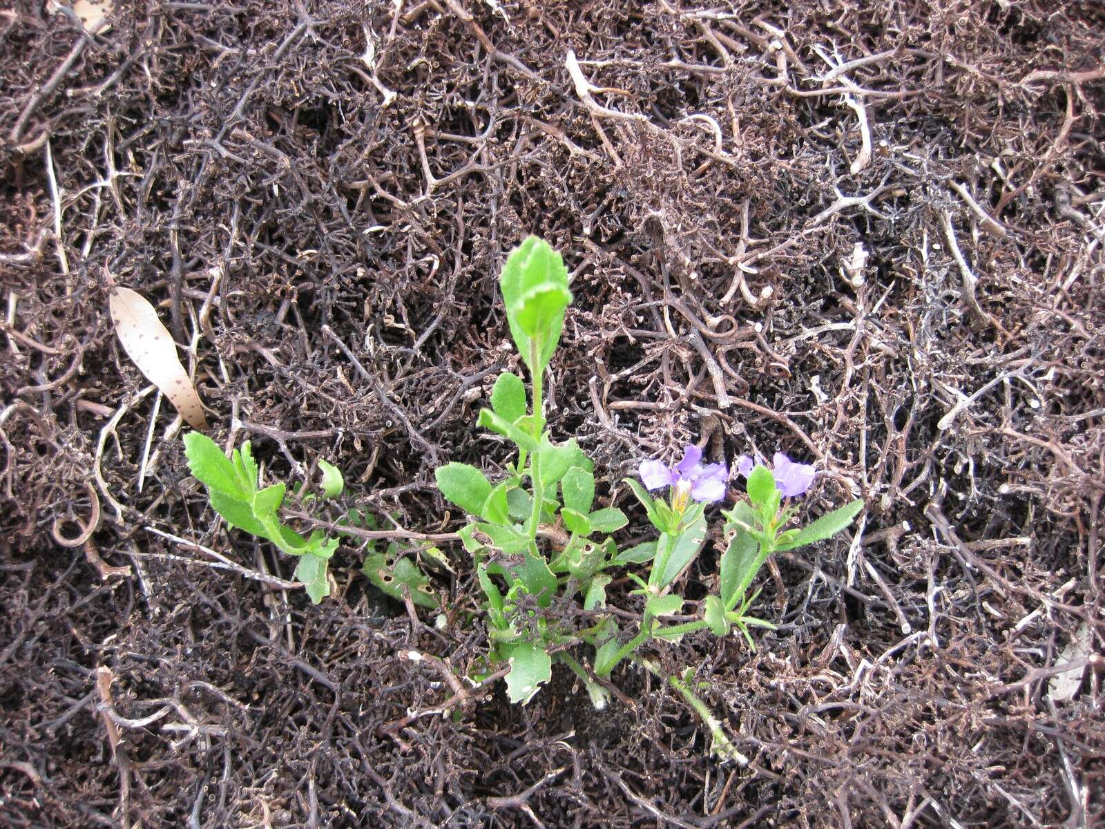 Imagem de Scaevola striata R. Br.