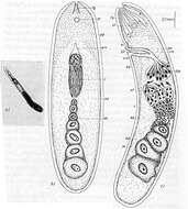 Sivun Xenacoelomorpha kuva