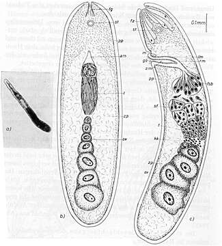 Image of Xenacoelomorpha