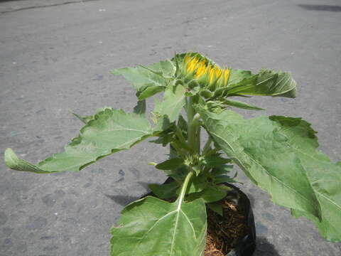 Image of common sunflower