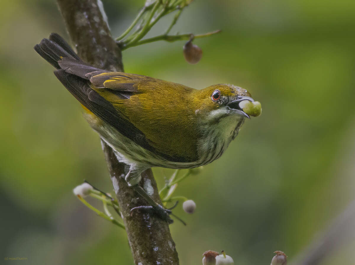 Image of Yellow-vented Flowerpecker